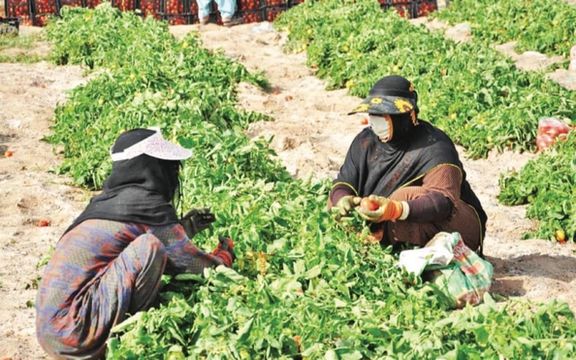زنان کارگر کشاورز در خوزستان بدون بیمه و با کمترین دستمزد کار میکنند
