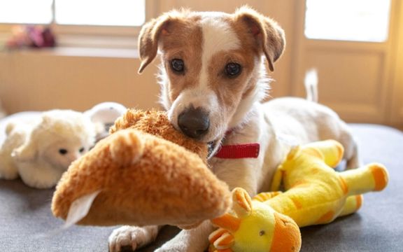 دانشگاه مجارستان: سگهای با استعداد میتوانند نام اسباببازیشان را دو سال به خاطر بسپارند