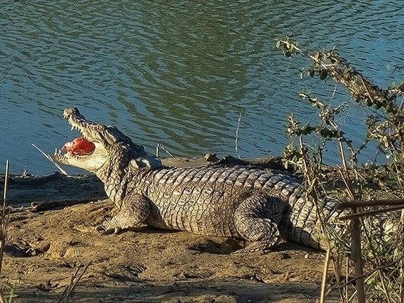 ادارهکل محیط زیست سیستان و بلوچستان درباره خطر حمله گاندوها در پی طغیان رودها هشدار داد