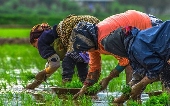 یک زن شالیکار رشتی در اثر اصابت صاعقه جان باخت