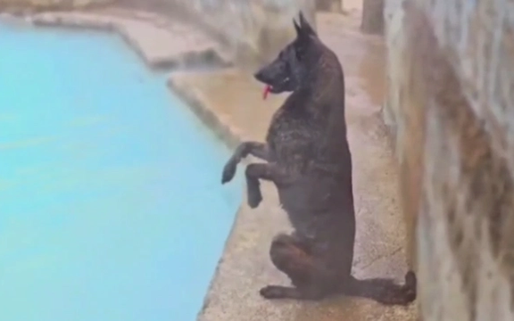 مقامهای قضایی استخر آب گرم «ازرو» در بابل را به دلیل ویدیوی شنا کردن سگ در آن پلمب کردند