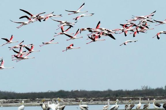 ادارهکل حفاظت محیط زیست مازندران: با کوچ پرندگان مهاجر، تلفات غیرعادی پرندگان در میانکاله متوقف شد