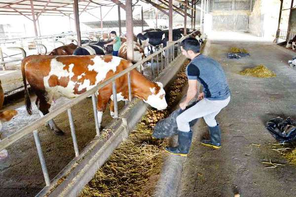 Cattle Breeders In Iran Selling Livestock As Feed Prices Jump Sixfold