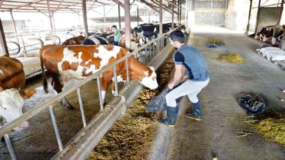 Cattle Breeders In Iran Selling Livestock As Feed Prices Jump Sixfold