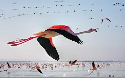 محیط زیست: جمعیت فلامینگوهای دریاچه ارومیه به دلیل غلظت نمک، ۳۵ درصد کاهش یافت