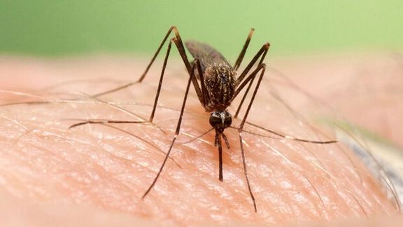 وزارت بهداشت: از ابتدای سال ۱۲۲ مورد ابتلا به تب دنگی در کشور شناسایی شده