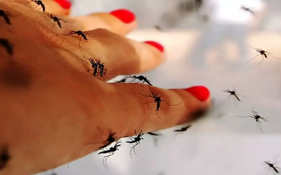 وزارت بهداشت: شناسایی اولین مورد تب دنگی در تهران صحت ندارد