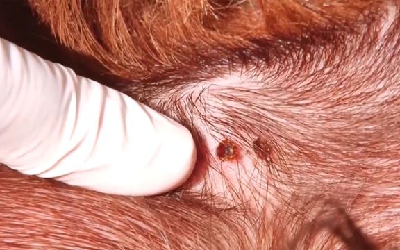 یک مقام وزارت بهداشت؛ ۶۶ مورد ابتلا و سه مورد مرگ ناشی از تب کریمه کنگو در ایران