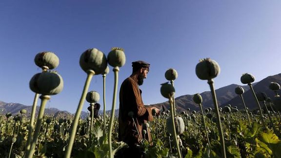 Iranian MPs Hail Taliban’s Anti-Drug Move Despite Rise In Poppy Cultivation
