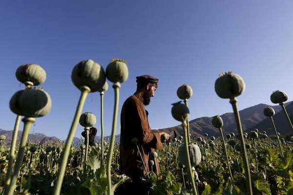 Iranian MPs Hail Taliban’s Anti-Drug Move Despite Rise In Poppy Cultivation