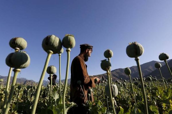 Iranian MPs Hail Taliban’s Anti-Drug Move Despite Rise In Poppy Cultivation