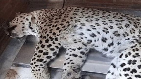 محیط زیست کهگیلویه و بویراحمد: یک پلنگ در پی شلیک گلولههای بیهوشی تلف شد