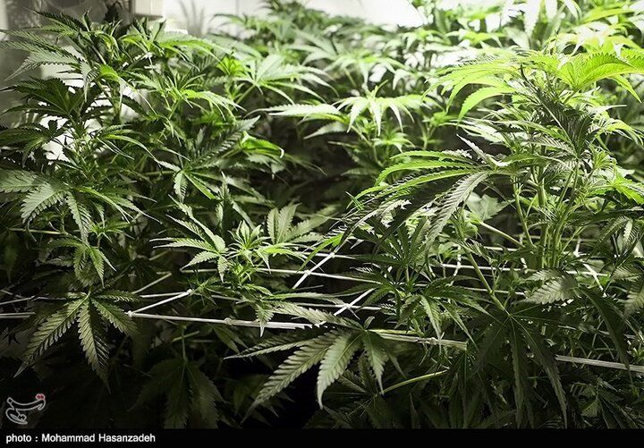 گزارش رسانه‌ دولتی ایران از فراگیری مصرف ماری‌جوانا و کاشت در گلدان