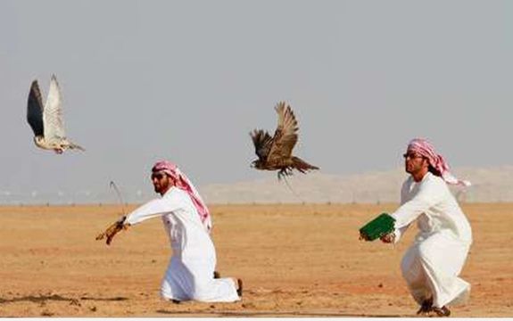 حفاظت محیط زیست مهولات: شکارچیان پرنده هوبره را برای قوشبازی به عربها میفروشند