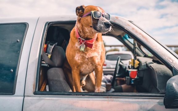 دادستان اصفهان: خودروی افرادی که سگ به همراه داشته باشند، توقیف خواهد شد