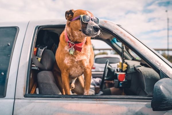 Iran's Isfahan bans dogs in parks, cars and streets in new clampdown