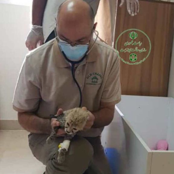 پزشک مراقب توله یوز ایران: برای زنده ماندن توله یوز سوم روزی سه بار دعا کنید