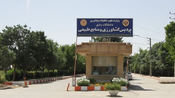 روزنامه باختر کرمانشاه خبر داد؛ کاشت ماریجوانا در زمینهای دانشکده کشاورزی رازی