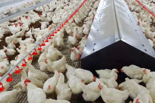 رییس اتحادیه مرغداران میهن: به دلیل کمبود نهادههای دامی، تولید تخممرغ کاهش یافته است
