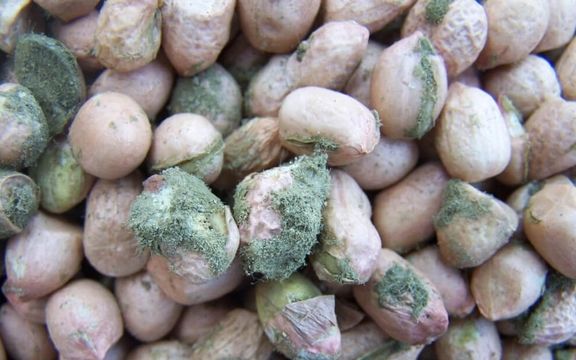 برگشت خوردن ۲۶ محموله پسته ایران از اروپا