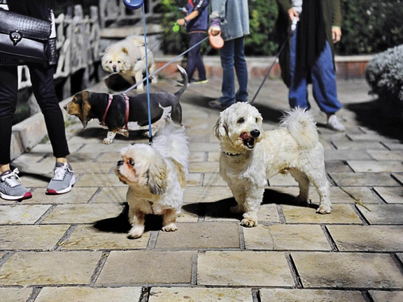 Iran Guards-linked media slams dog and cat imports, calls for ban