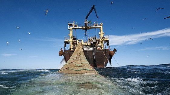 سازمان محیط زیست: سازمان شیلات که باید ناظر بر صید ترال در خلیج فارس باشد، مجری آن است