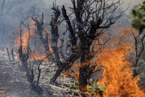 رییس منابع طبیعی آستارا: ۲۵۰۰ متر از جنگلهای آستارا در آتش سوخت