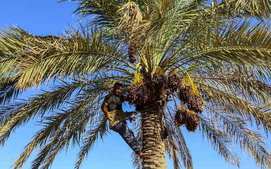 نماینده آبادان: باید سازمان خرما تشکیل شود