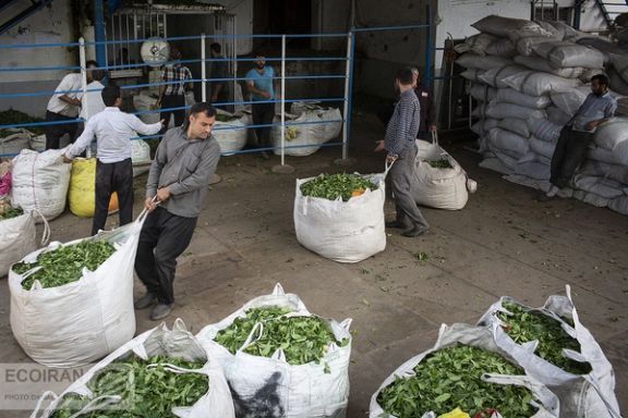 A tea processing factory in Iran (file photo)