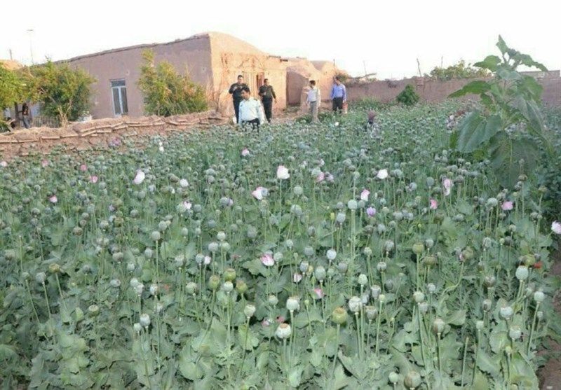 روایت‌های میدانی از رونق کشت خشخاش در بسیاری از استان‌ها حکایت دارد