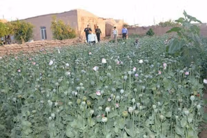 روایتهای میدانی از رونق کشت خشخاش در بسیاری از استانها حکایت دارد