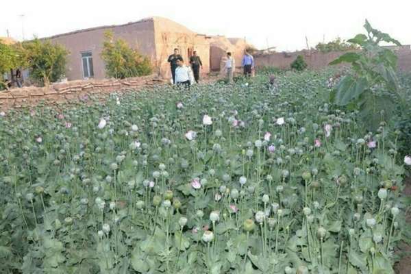روایتهای میدانی از رونق کشت خشخاش در بسیاری از استانها حکایت دارد