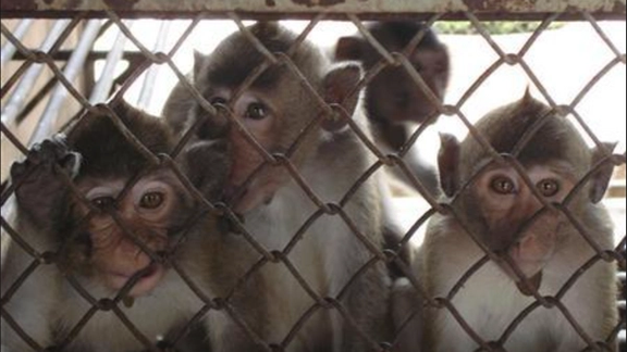 خبرگزاری ایسنا: قهوه و میمون آزمایشگاهی در صدر واردات ایران از کشور اوگاندا هستند