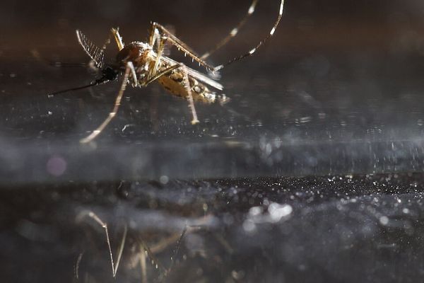 Iran identifies 63 new dengue fever cases, declaring it top health crisis