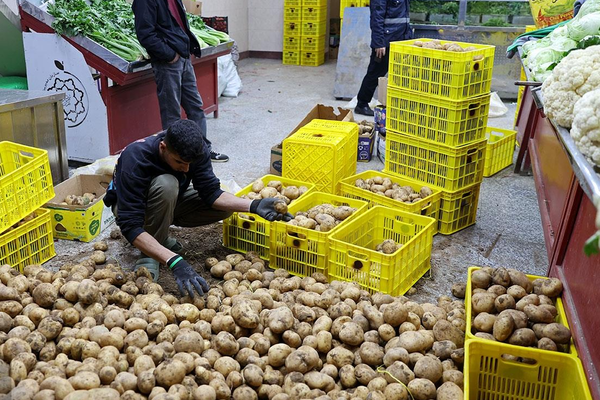 بسبب "أزمة البطاطس".. البرلمان الإيراني يستجوب وزير الزراعة