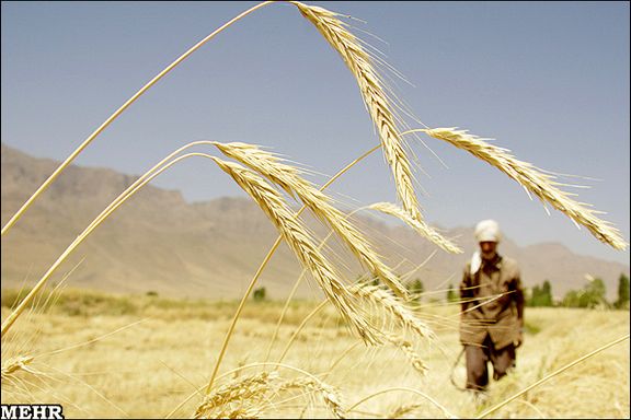 A wheat farmer in Iran