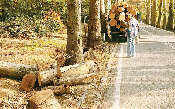 رییس شورای شهر تهران: خلاف مجموعه سعدآباد برای قطع درختان، نگرفتن مجوز بود