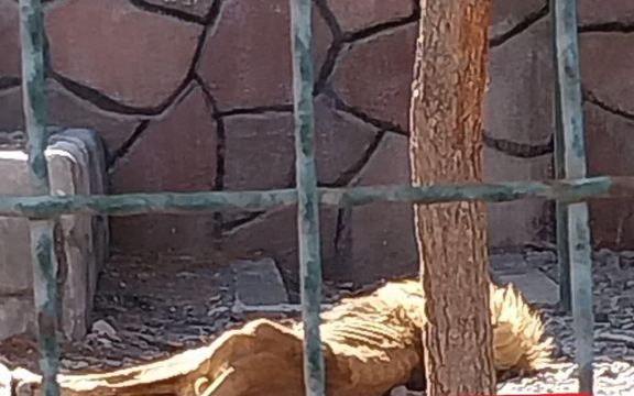 لاغری و ضعف مفرط شیر باغ وحش مشهد