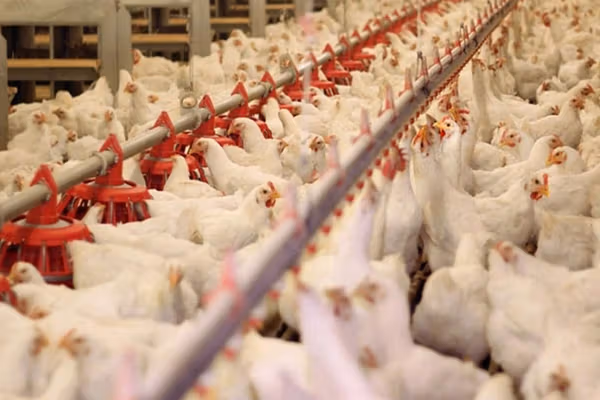 رییس سازمان دامپزشکی: چیزی بهعنوان مرغ تریاکی نداریم