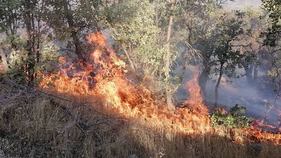 فرماندار گچساران از آتشسوزی دوباره در منطقه حفاظتشده خامی خبر داد