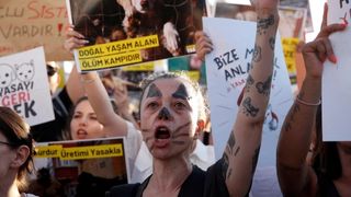 ترکیه و حواشی قانون جنجالی: حیوانات خیابانی در خطر مرگ