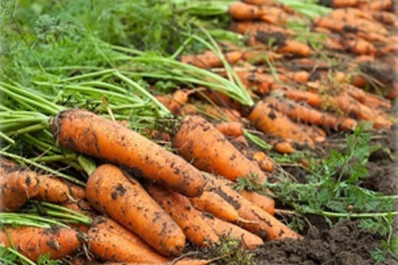 مرکز آمار ایران: هویج طی یک سال گذشته ۲۵۵ درصد گرانتر شده است