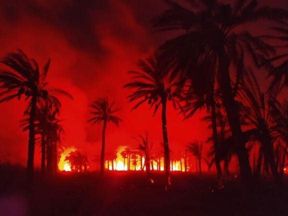 بخشدار اروندکنار: ۸۰۰ نخل در آتشسوزی پنجساعته نخلستانهای اروندکنار سوختند