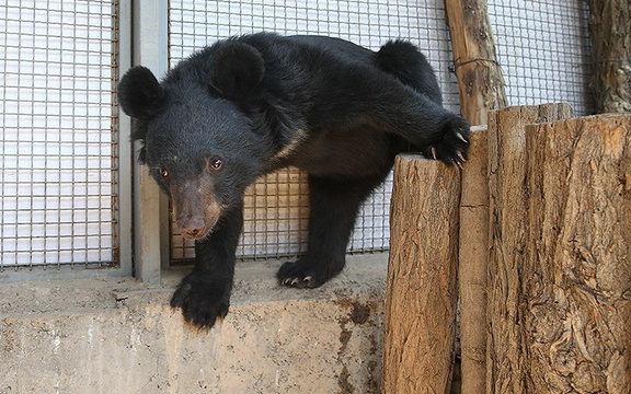 مقام سازمان محیط زیست: کلینیک شلوغ شد، توله خرس فرار کرد