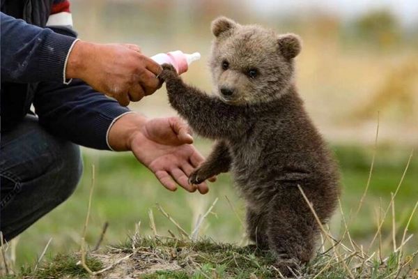 Search underway for orphaned bear cub lost in Tehran park