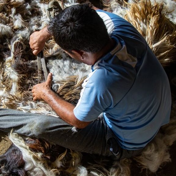 اتحادیه مرکزی دام سبک: با مازاد تولید پشم در ایران مواجهایم