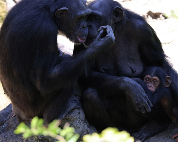 پژوهشی درباره رفتار بهداشتی حیوانات؛ شامپانزهها بعد از سکس خودشان را با برگ تمیز میکنند
