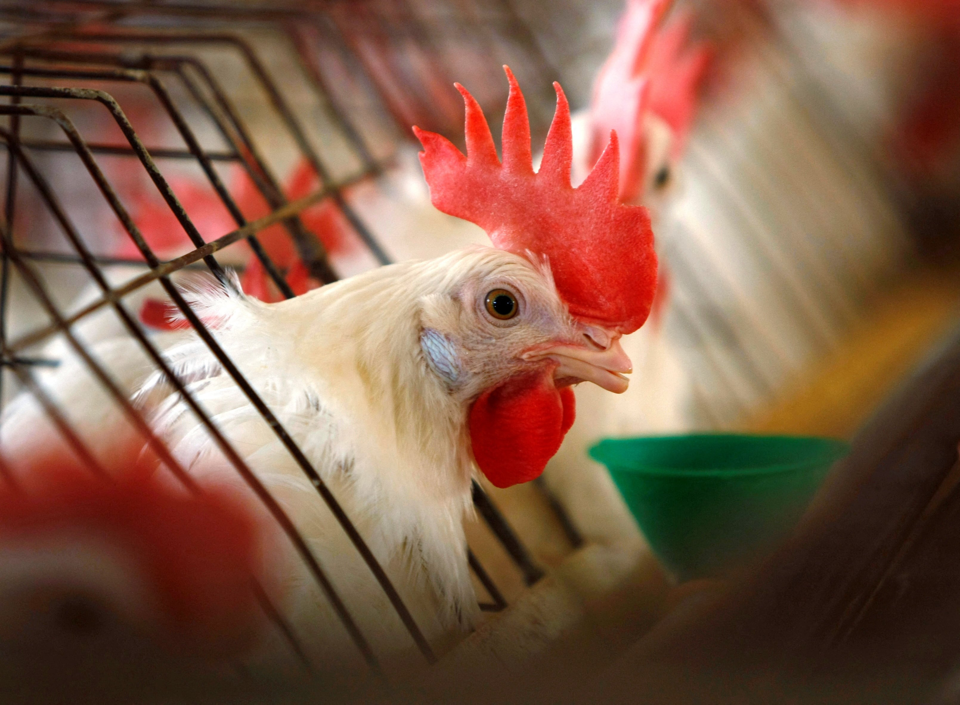 Chicken price turns into symbol of mismanagement in Iran, speaker says
