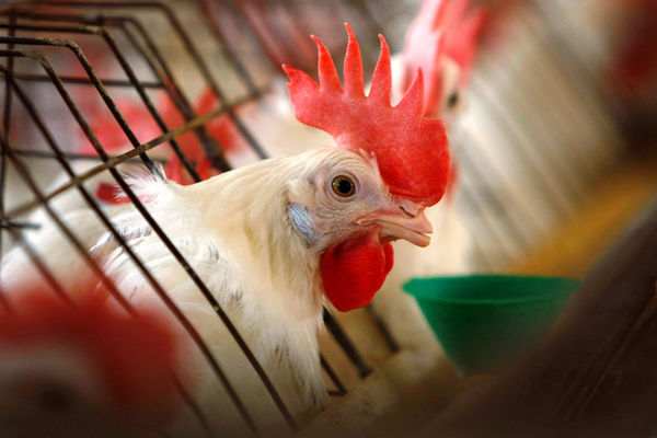 Chicken price turns into symbol of mismanagement in Iran, speaker says