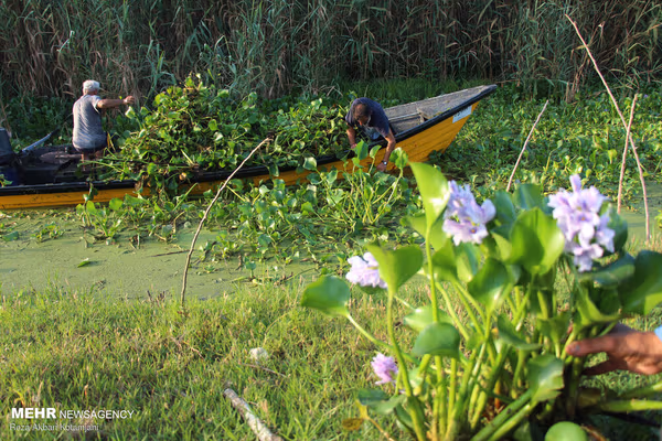 Iran’s Anzali Wetland faces collapse, $300mn needed for revival, governor says
